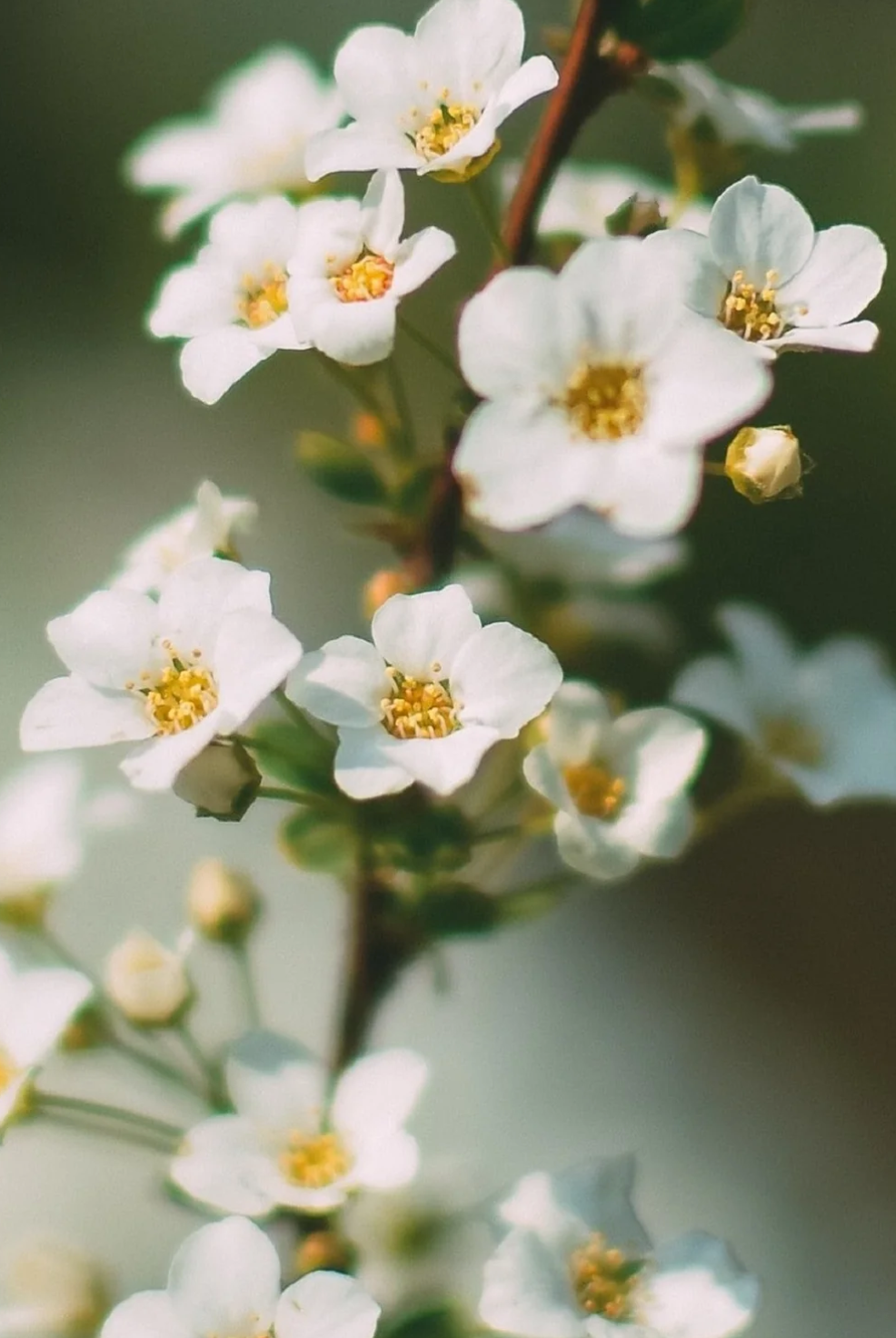 Eaux de Cologne Jean d’Aigle – Un Héritage de Savoir-Faire